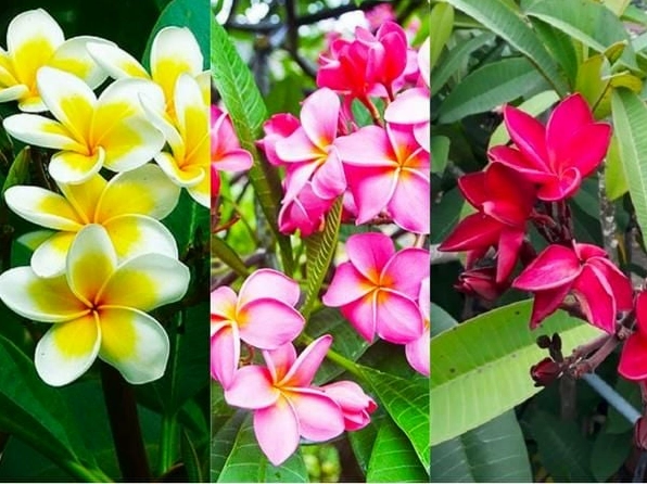 Các màu hoa đại phổ biến với sắc trắng vàng và những biến thể màu ấn tượng