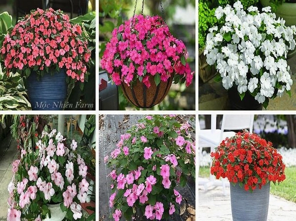 Các mẫu Hoa Ngọc Thảo cánh đơn thanh thoát với phom hoa nhẹ nhàng và sắc màu tươi vui