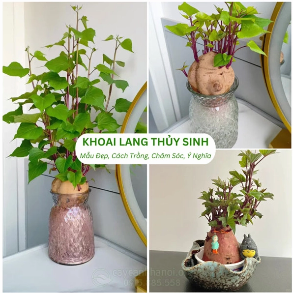 Các mẫu khoai lang thủy sinh xanh mát đặt trong bình nước tạo cảm giác tươi mới cho không gian