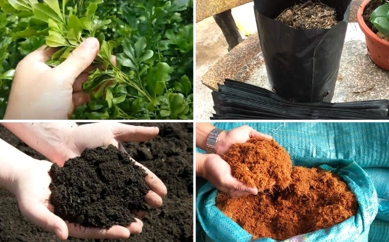 Các vật dụng cần thiết để trồng cây ngâu được sắp xếp gọn gàng, phù hợp cho người mới bắt đầu