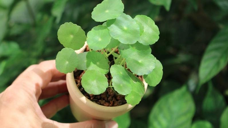 Cách chăm sóc cây cỏ đồng tiền để lá luôn xanh mướt và cuống lá đứng khỏe đẹp mắt