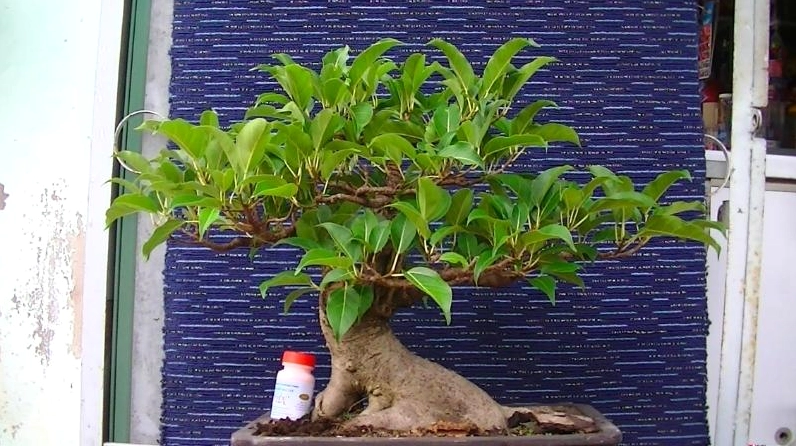 Cách chăm sóc Cây Sộp giúp cây giữ tán xanh, thân khỏe và phát triển bền vững