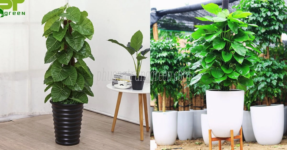 Cách chăm sóc cây trầu bà cột giúp lá xanh bóng và thân leo phát triển đều