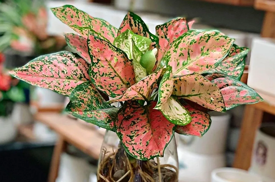 Cách chăm sóc Cây Vạn Lộc mini để lá luôn tươi màu và cây phát triển khỏe