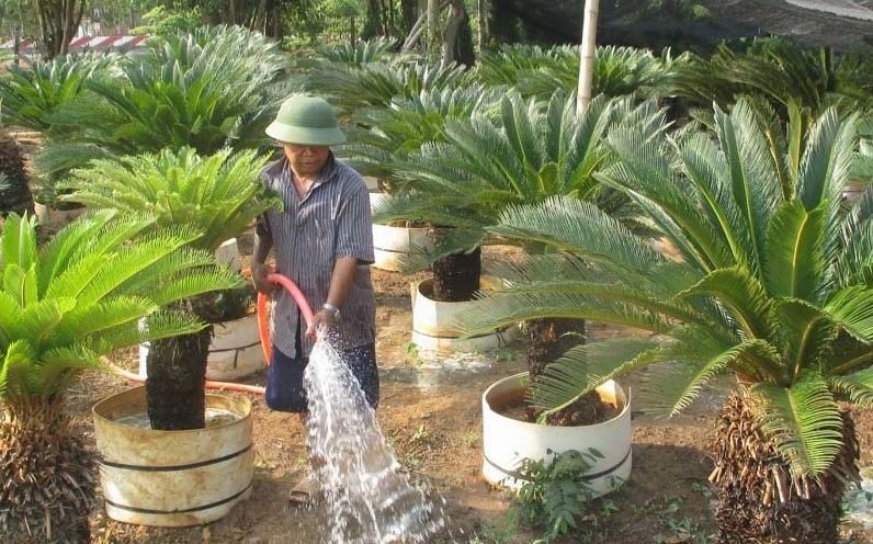 Cách chăm sóc Cây Vạn Tuế với lá xanh mướt và vẻ ngoài khỏe khoắn