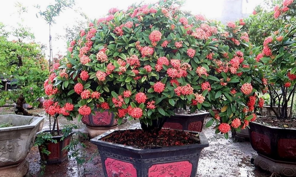 Cách chăm sóc hoa mẫu đơn để cây phát triển khỏe và cho hoa nở đều
