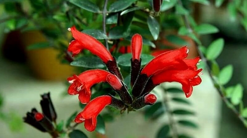 Cách chăm sóc Hoa son môi để cây xanh tốt và cho nhiều hoa quanh năm