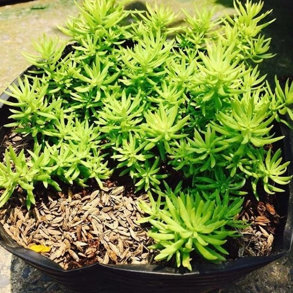 Cách chăm sóc sen đá sedum với chậu cây nhỏ cần ánh sáng và đất thoát nước tốt