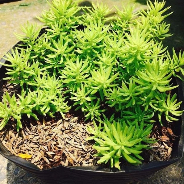 Cách chăm sóc sen đá Sedum xanh với chậu nhỏ và điều kiện ánh sáng thoáng đãng