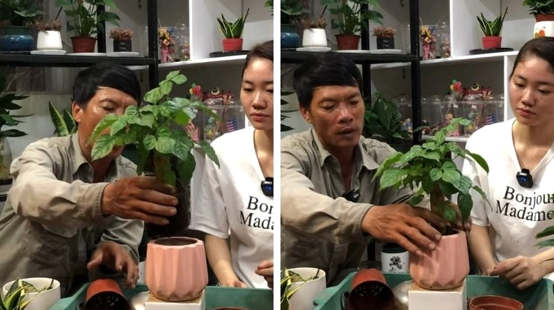 Cách trồng cây hạnh phúc bằng cây con với phần cây non xanh khỏe và dễ chăm sóc