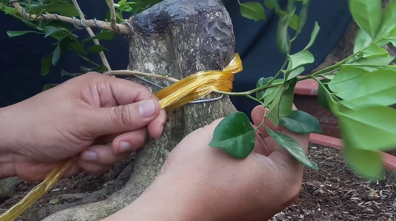 Cách trồng cây Nguyệt Quế tại nhà được minh họa bằng hình ảnh cây non khỏe mạnh, tán lá đều và nền đất tơi xốp