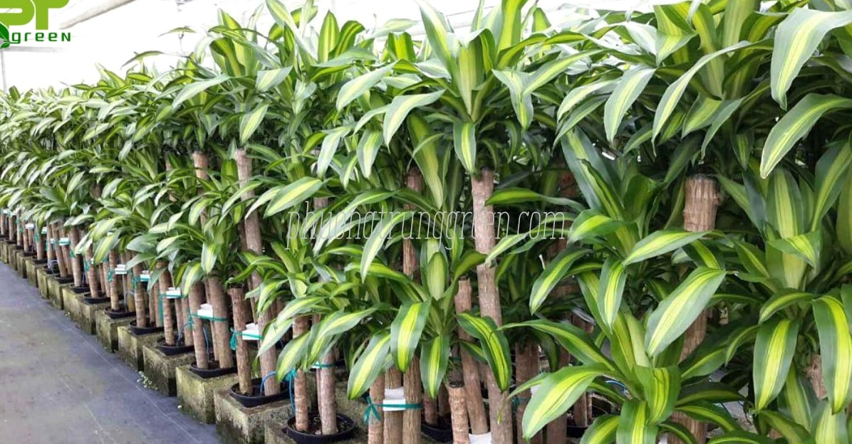 Cách trồng Cây Phát Tài Khúc với khúc thân được đặt trong giá thể để mầm xanh phát triển
