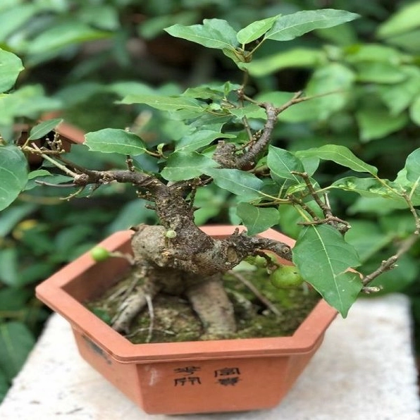 Cách trồng Cây Sung Cảnh đúng kỹ thuật để cây bén rễ khỏe và phát triển cân đối