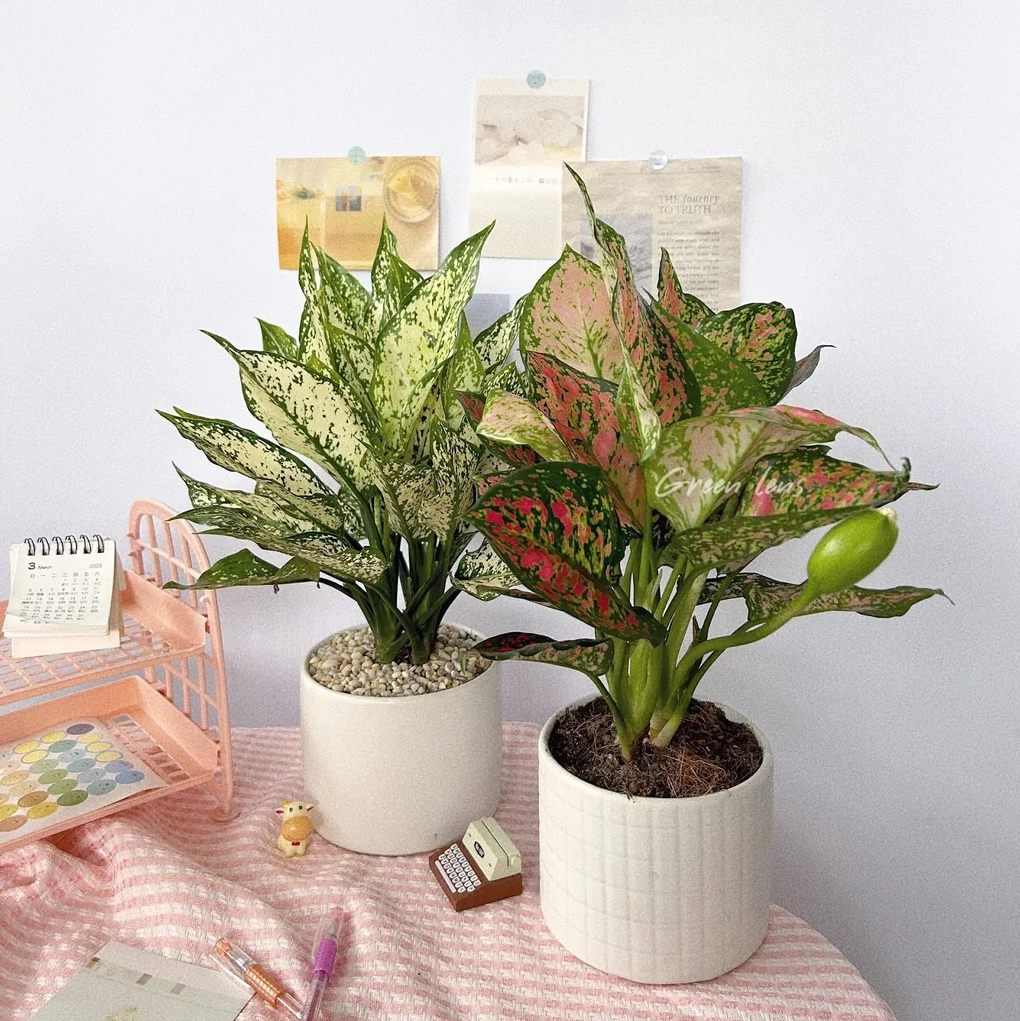 Cách trồng Cây Vạn Lộc trong đất với giá thể thoáng và chậu phù hợp