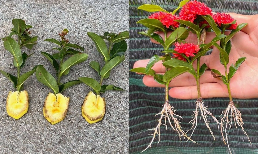Cách trồng hoa mẫu đơn đúng kỹ thuật với cây được đặt trong môi trường đất phù hợp