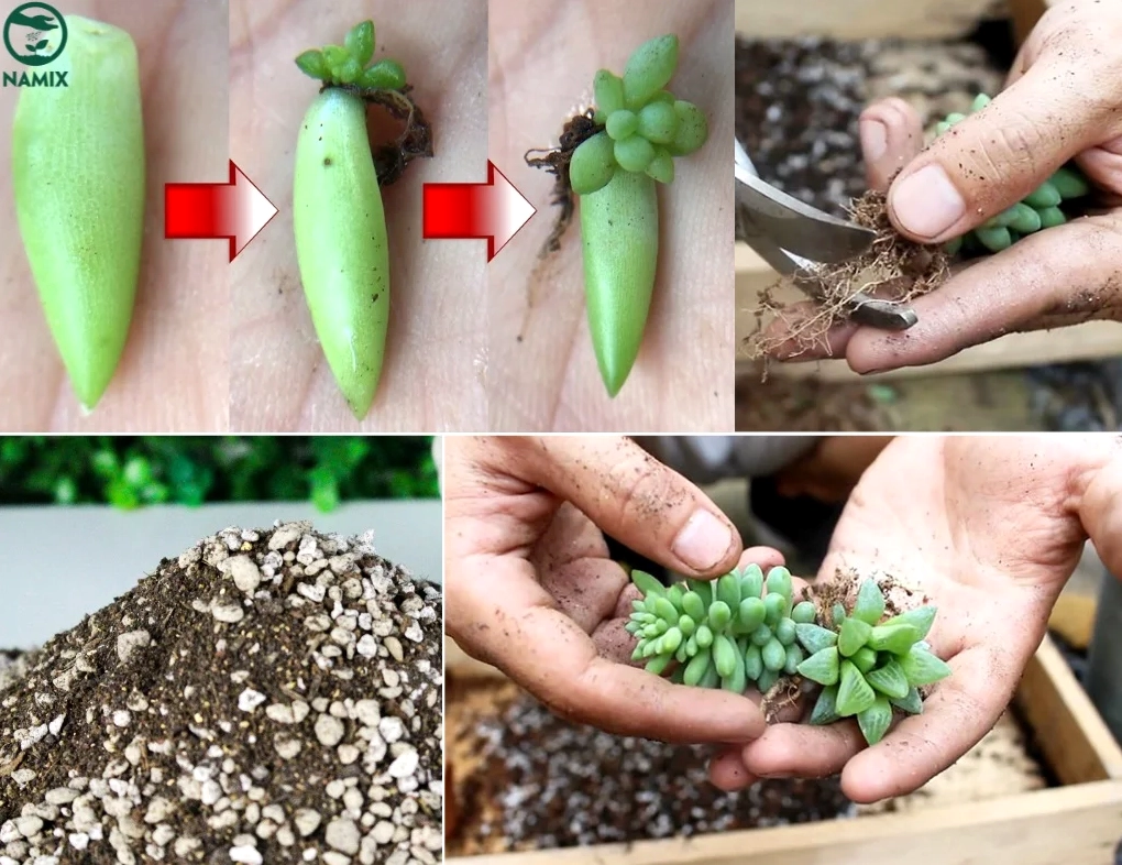 Cách trồng sen đá chuỗi ngọc khá đơn giản với giá thể thoát nước và ánh sáng phù hợp