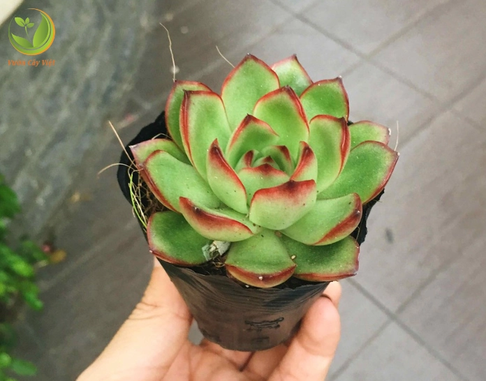 Cách trồng Sen Đá Viền Đỏ trong chậu nhỏ với nền lá xanh và viền đỏ nổi bật