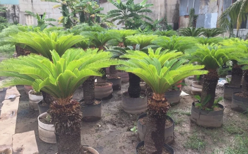 Cách trồng và chăm sóc Cây Vạn Tuế để lá xanh bóng và dáng cây cân đối
