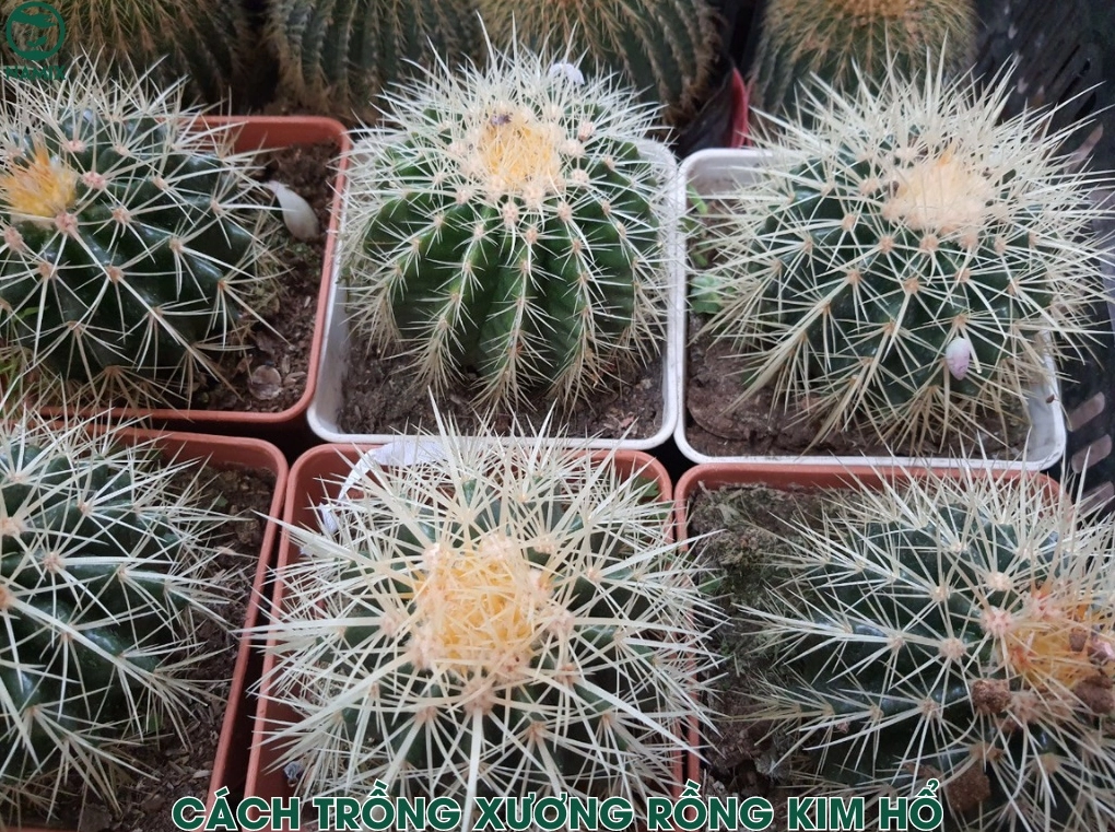 Cách trồng Xương Rồng Kim Hổ trong chậu với dáng cây tròn xanh và gai vàng rõ nét