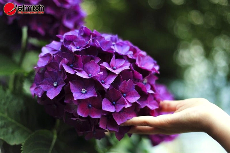 Cẩm tú cầu nở rộ đẹp nhất từ tháng 5 đến tháng 7 với cụm hoa tròn rực rỡ