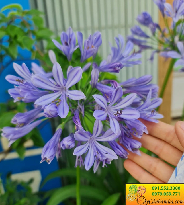 Cận cảnh bông Hoa Thanh Anh nở tím mềm mại với cánh hoa thanh mảnh và tươi sáng