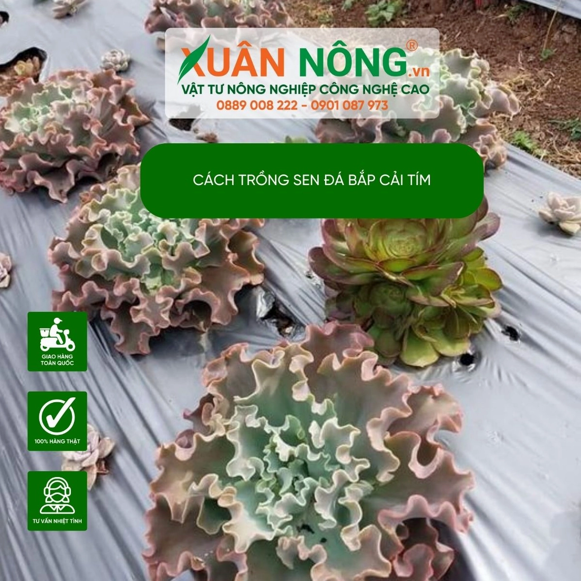 Cận cảnh cách trồng sen đá bắp cải tím với cây non có lá xoăn nhẹ và màu xanh tím dịu