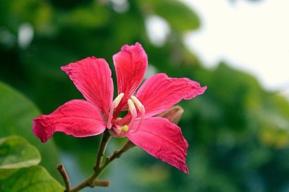 Cận cảnh Cây Ban Đỏ với những bông hoa đỏ tươi nở rực trên nền lá xanh mềm mại