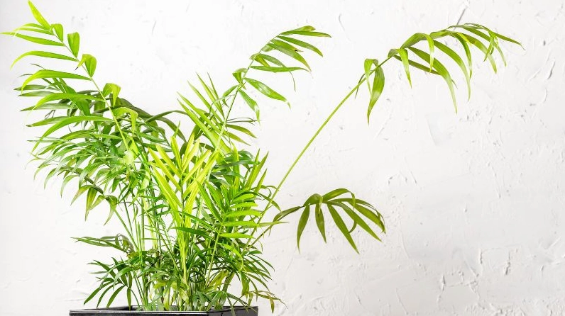 Cận cảnh Cây Cau Hawai với thân bụi gọn và lá kép thanh mảnh giúp người xem hiểu rõ đặc điểm cây