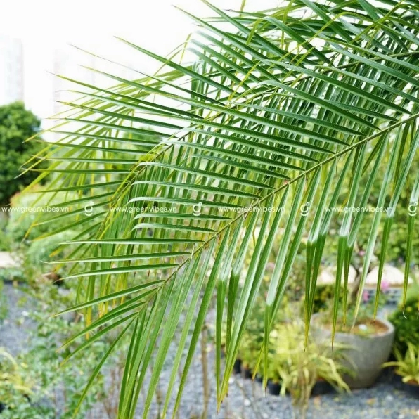 Cận cảnh Cây Cau Nga Mi với cụm lá thon dài vươn nhẹ trong chậu đất nung