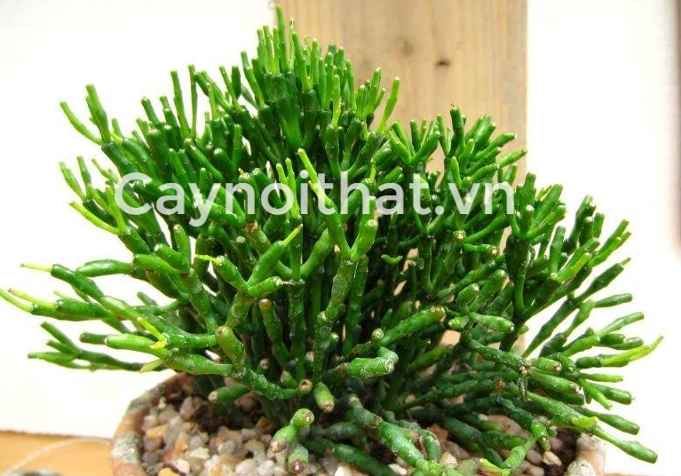 Cận cảnh Cây Lộc Nhung với các nhánh tròn mập và bề mặt xanh bóng nhẹ