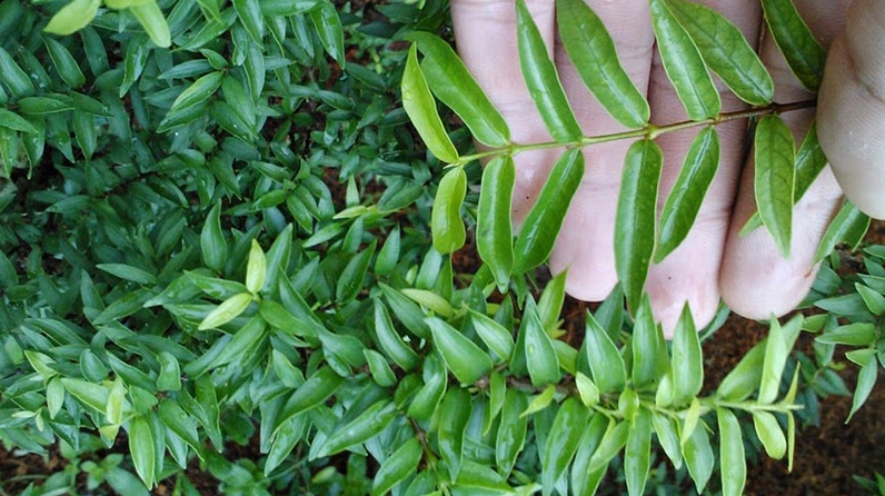 Cận cảnh Cây Mai Chiếu Thủy lá nhỏ với sắc xanh dịu, lá dày và nhịp tán đều đẹp mắt