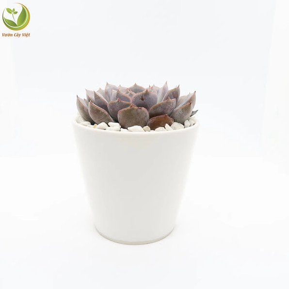 Cận cảnh cây sen đá hồng phấn có dáng hoa thị cân đối, màu lá xanh hồng nhẹ nhàng