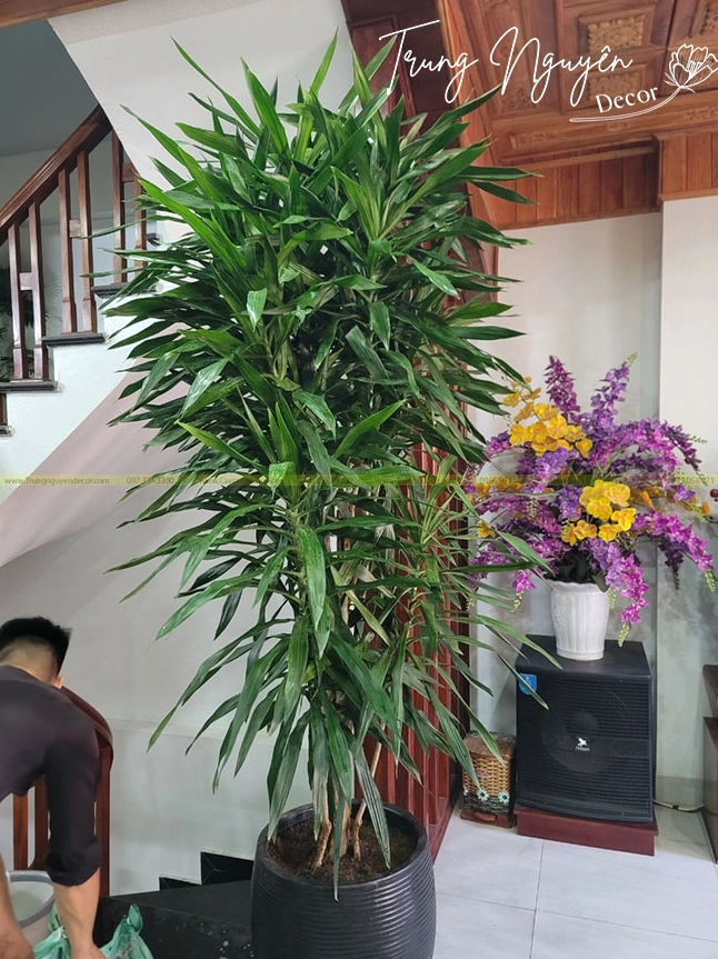 Cận cảnh Cây Thanh Lan thể hiện đặc điểm sinh thái nổi bật qua bộ lá xanh dày và dáng cây cân đối