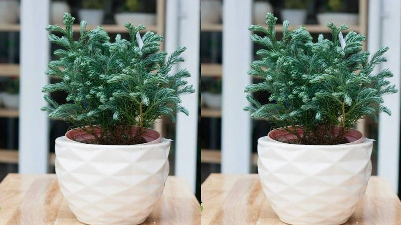 Cận cảnh Cây Tùng Tuyết với tán lá mềm, xếp lớp tự nhiên đầy sức sống