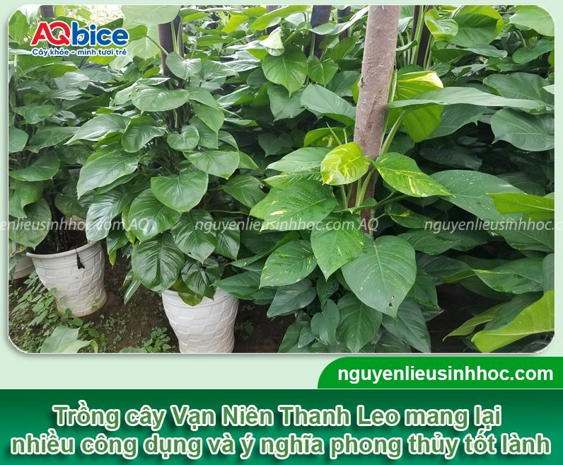 Cận cảnh Cây Vạn Niên Thanh leo cột với những phiến lá xanh cần được chăm sóc và cắt tỉa thường xuyên
