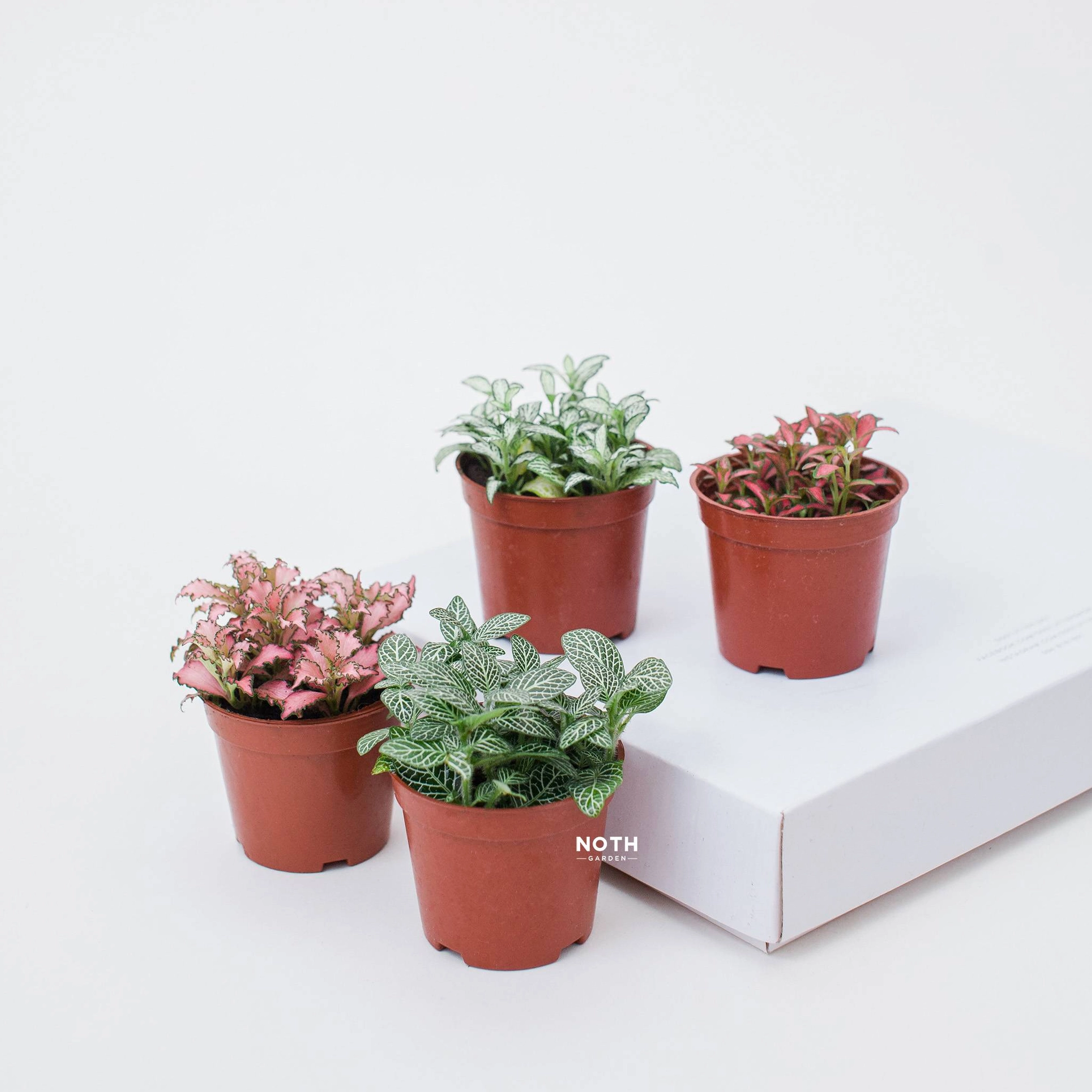 Cận cảnh chậu Fittonia với lá nhỏ xếp tầng, gân lá nổi rõ và vẻ đẹp tự nhiên trong ánh sáng dịu