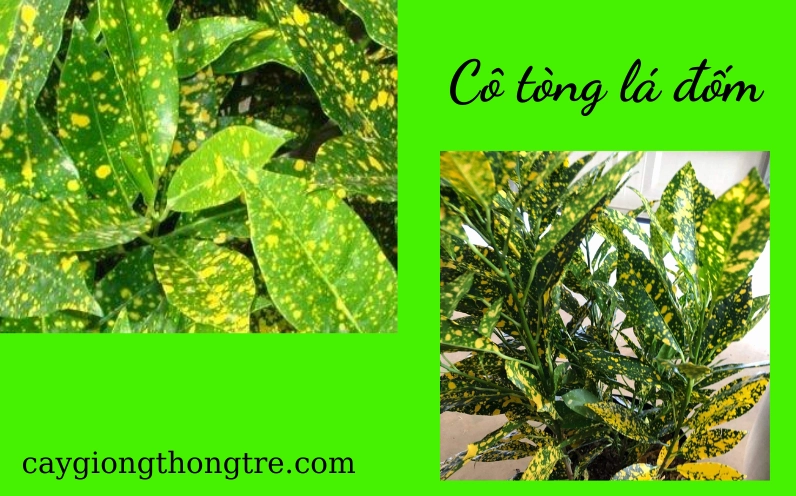 Cận cảnh đặc điểm của cây Cô Tòng Lá Đốm với bộ lá dày bóng và màu sắc nổi bật của cây cảnh quan