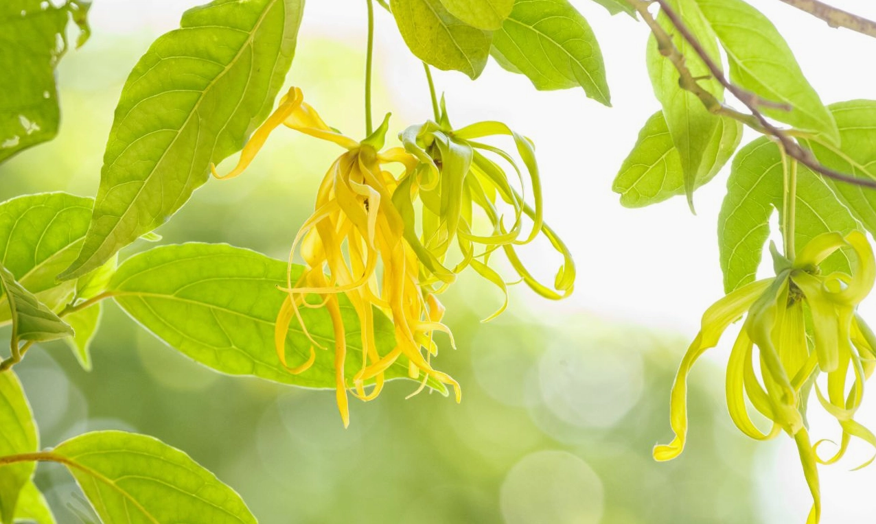 Cận cảnh đặc điểm hoa Hoàng Lan với cánh thon dài, sắc vàng xanh dịu và cấu trúc mềm mại nổi bật