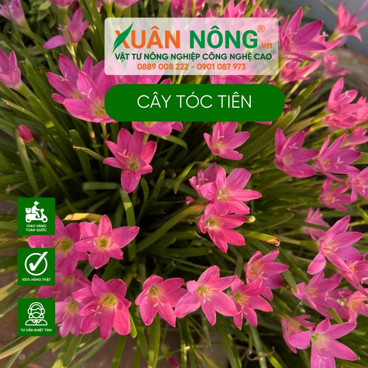 Cận cảnh đặc điểm Hoa tóc tiên với lá dài mảnh, hoa nhỏ xòe đều và sắc độ tươi sáng