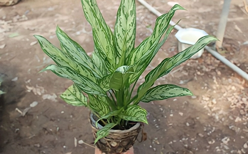 Cận cảnh đặc điểm lá Cây Ngân Hậu với bản lá thuôn dài, gân nổi rõ và các mảng trắng bạc chạy dọc phiến lá
