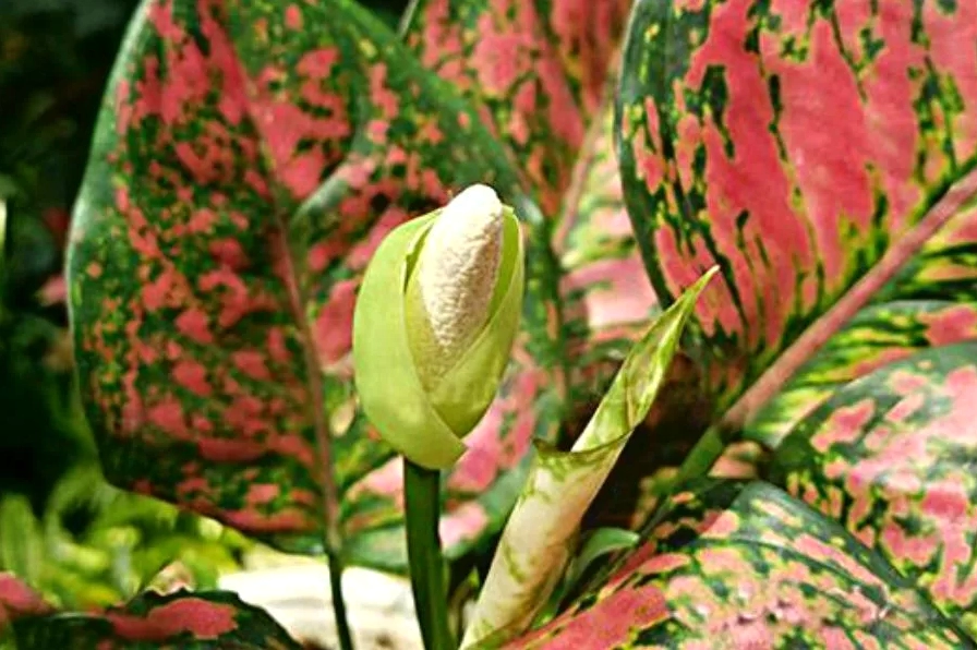 Cận cảnh đặc điểm lá Cây Vạn Lộc mini với bề mặt lá mềm và màu sắc hài hòa