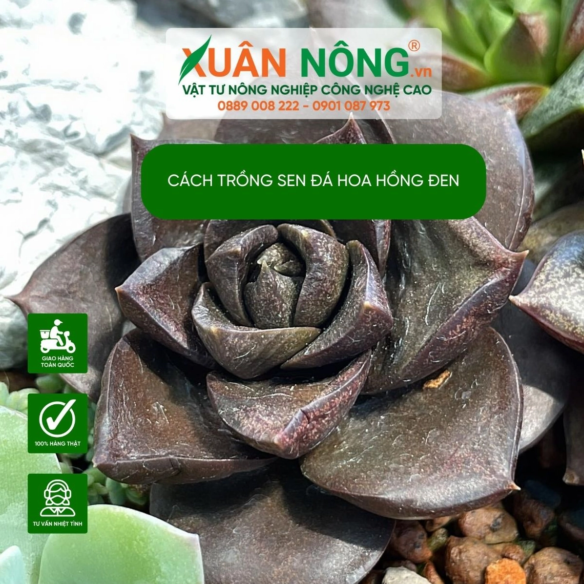 Cận cảnh đặc điểm lá Sen Đá Hoa Hồng Đen dày bản rộng và ôm sát vào tâm cây