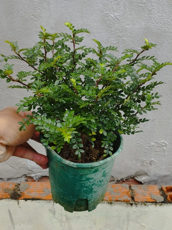 Cận cảnh đặc điểm nhận biết Cây Thanh hương mộc với lá nhỏ xanh và dáng cành tự nhiên