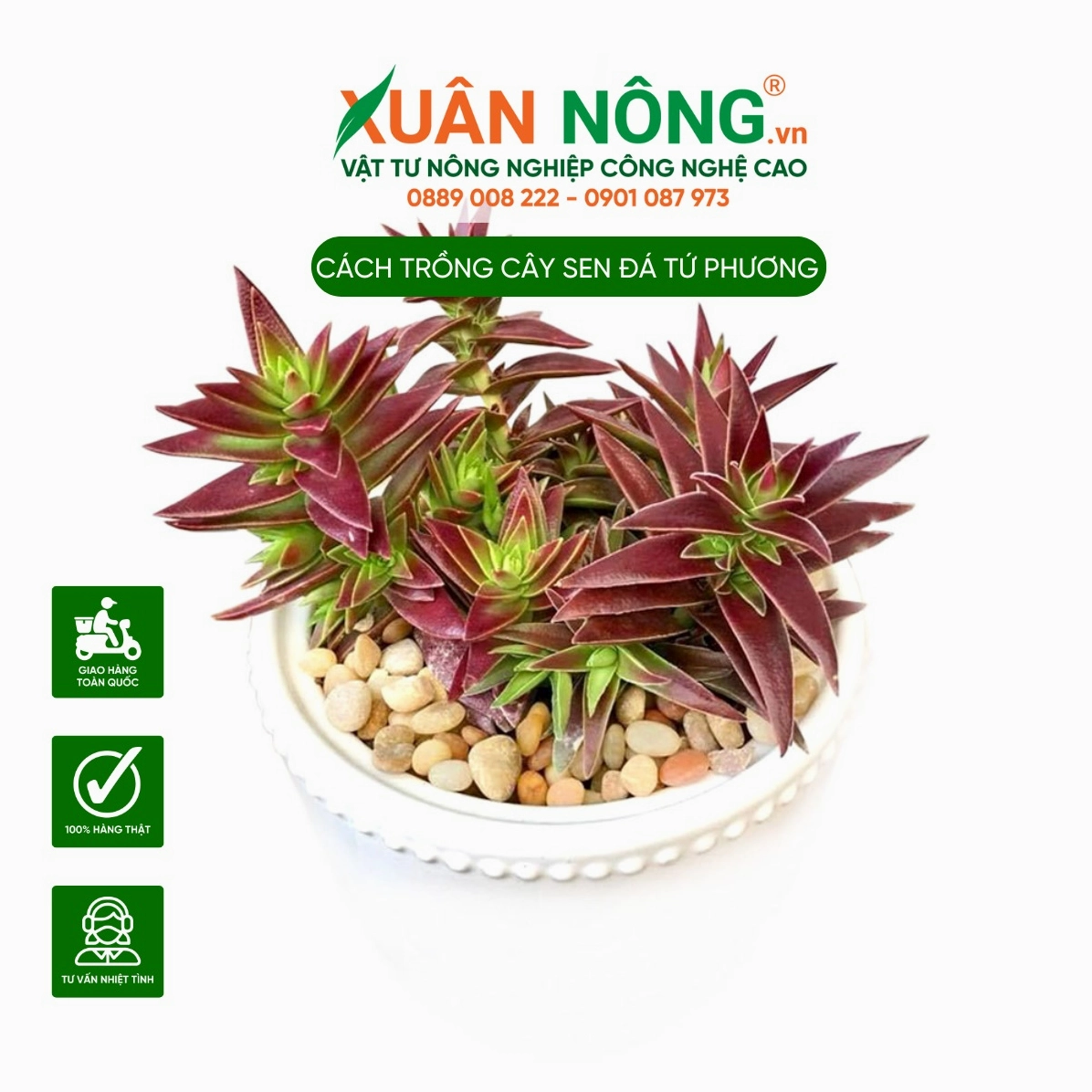 Cận cảnh đặc điểm Sen Đá Tứ Phương với lá dày xanh mướt và dáng cây cân đối