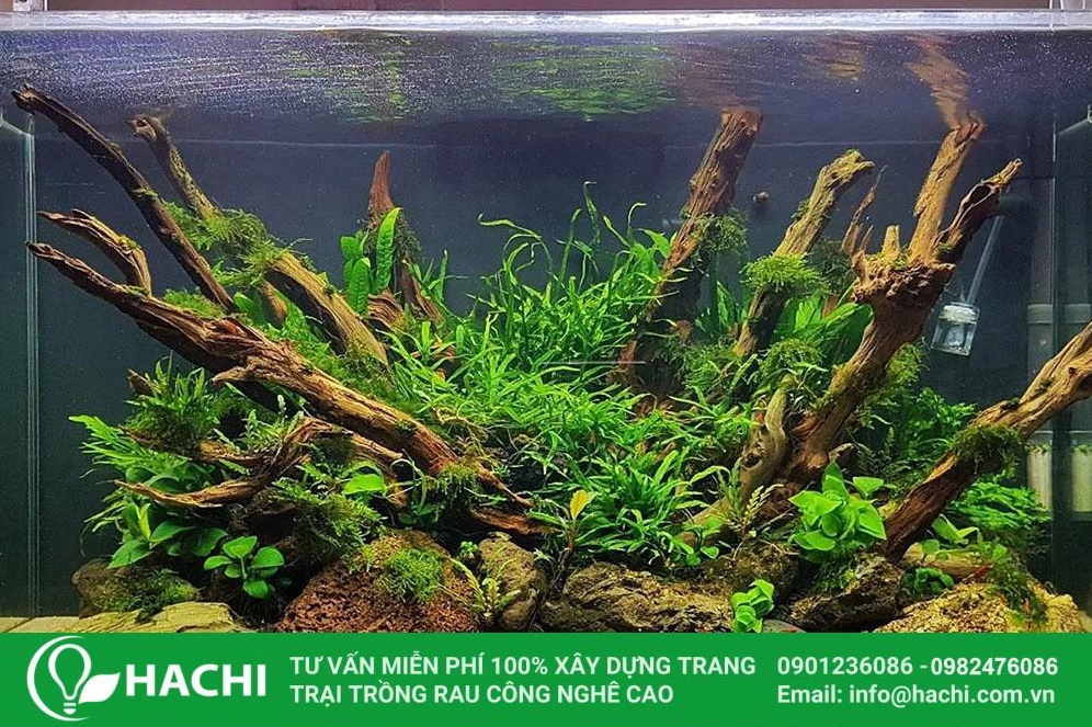Cận cảnh dương xỉ thủy canh phát triển khỏe với sắc lá trong trẻo và tươi mới