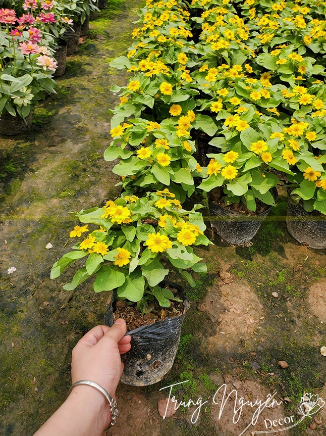 Cận cảnh Hoa cúc mặt trời đang nở rộ, nổi bật với cánh mỏng vàng tươi và nhụy tròn ấm áp