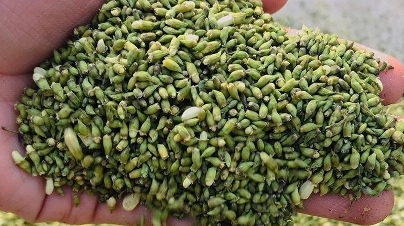 Cận cảnh Hoa hòe được giới thiệu giàu rutin với các nụ hoa nhỏ màu vàng nhạt kết thành chùm