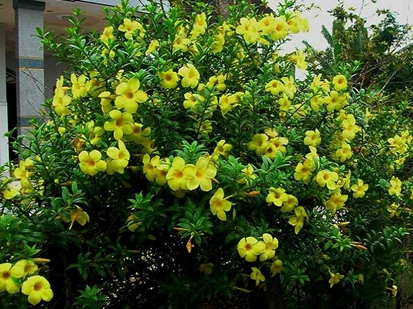 Cận cảnh Hoa huỳnh anh nở vàng rực với cánh hoa mềm như chiếc kèn giữa nền lá xanh non