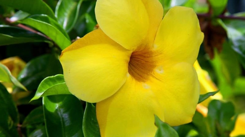 Cận cảnh hoa huỳnh anh vàng tươi với ống hoa hình chuông mở rộng mềm mại và nổi bật