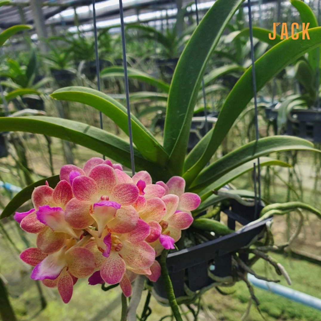 Cận cảnh Hoa Lan Ngọc Điểm hồng cánh gấm bung nở mềm mại với gam màu ấm áp và thơm dịu